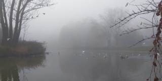 雾蒙蒙的秋日早晨，在城市的湖滨