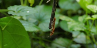 千足虫在热带雨林中行走。