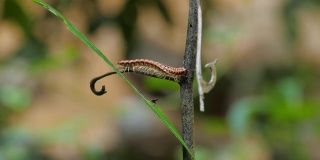 千足虫在热带雨林中行走。