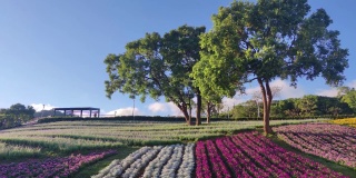 花节期间，台湾台北市北投区三增池城市公园，阳光明媚，山腰上五彩缤纷的花海，蓝天碧空