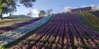 花节期间，台湾台北市北投区三增池城市公园，阳光明媚，山腰上五彩缤纷的花海，蓝天碧空