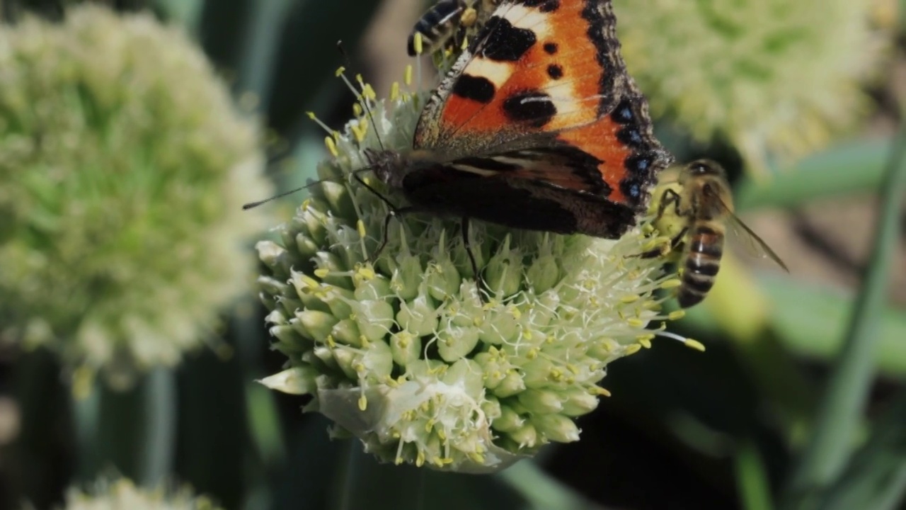 蝴蝶和蜜蜂采集花蜜并为植物授粉