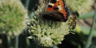 蝴蝶和蜜蜂采集花蜜并为植物授粉