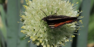蝴蝶采集花蜜并为植物授粉