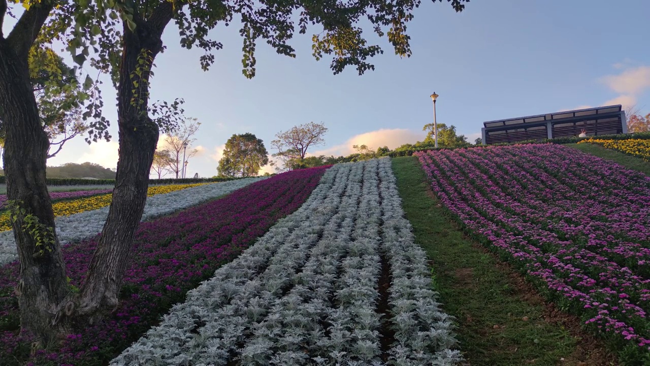 花节期间，台湾台北市北投区三增池城市公园，阳光明媚，山腰上五彩缤纷的花海，蓝天碧空