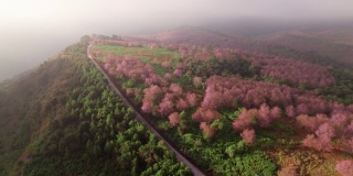 鸟瞰美丽的泰国樱花(樱花)盛开在山上的薄雾在早上，导致粉红色的山在富洛美洛，罗，泰国