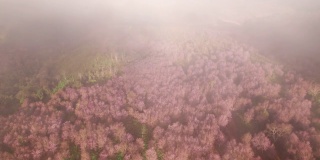 鸟瞰美丽的泰国樱花(樱花)盛开在山上的薄雾在早上，导致粉红色的山在富洛美洛，罗，泰国
