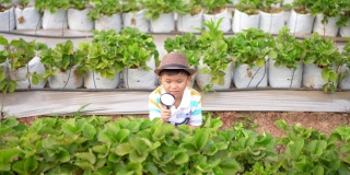 一个亚洲男孩在草莓农场学习生态学