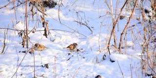 两只麻雀在雪地里跳着寻找食物。