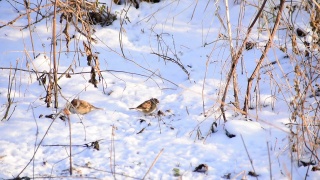 两只麻雀在雪地里跳着寻找食物。视频素材模板下载