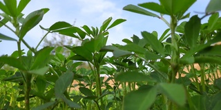 胡芦巴植物在野外。