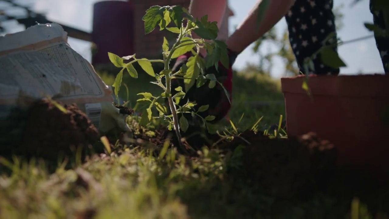 一名妇女正在给西红柿植株施肥