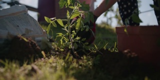 一名妇女正在给西红柿植株施肥