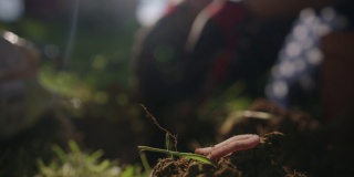 女子在种植西红柿前给土壤施肥