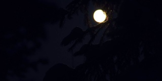 月光下的冷杉树枝上覆盖着积雪