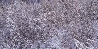 在微风中被雪覆盖的干燥野鹅脚灌木丛