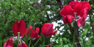春天已经来到了花园里。郁金香盛开。一场春雨，滋润了他们，使他们精神焕发。花园里有许多植物