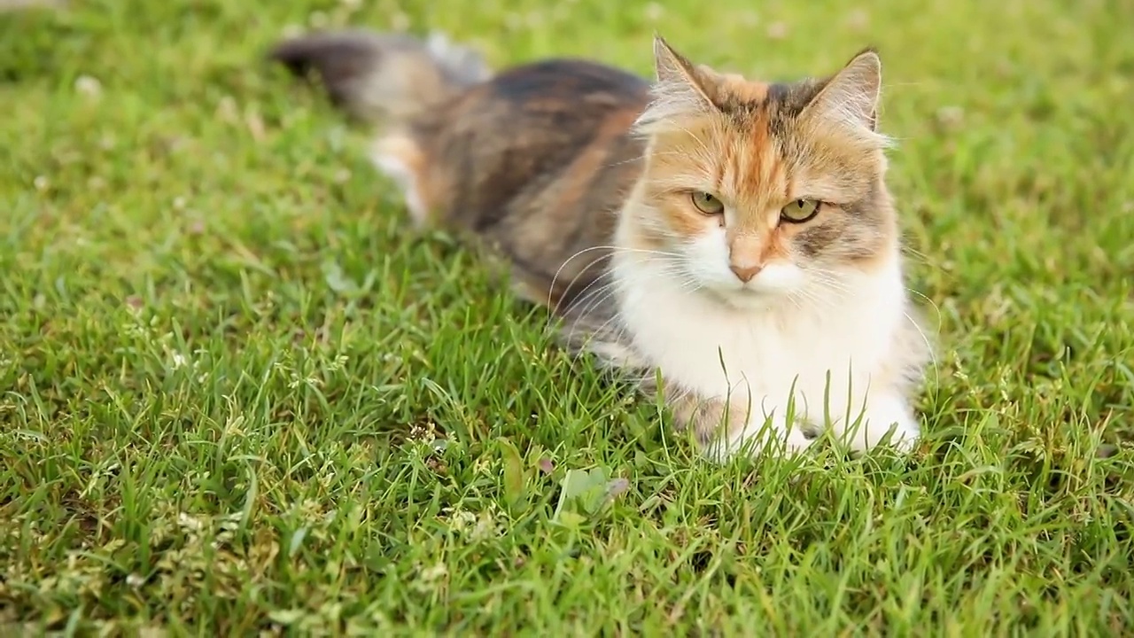 傲慢的短毛家庭滑稽虎斑猫溜过新鲜的绿色草地背景。夏天，小猫在花园后院散步。宠物保健和动物理念