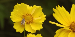 一只蝴蝶在花园里的黄色宇宙花上采集花蜜。