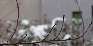 雪花从上方无缝循环飘落