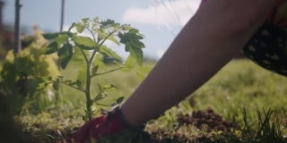 一名妇女正在地里种植番茄幼苗