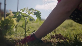 一名妇女正在地里种植番茄幼苗视频素材模板下载