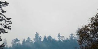 冬季，在印度喜马偕尔邦的马纳里，山上树木上方的云的时间推移。冬天松树林上的雾。冬天的自然背景。