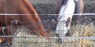 棕色和灰色的马在农场吃干草。马喂