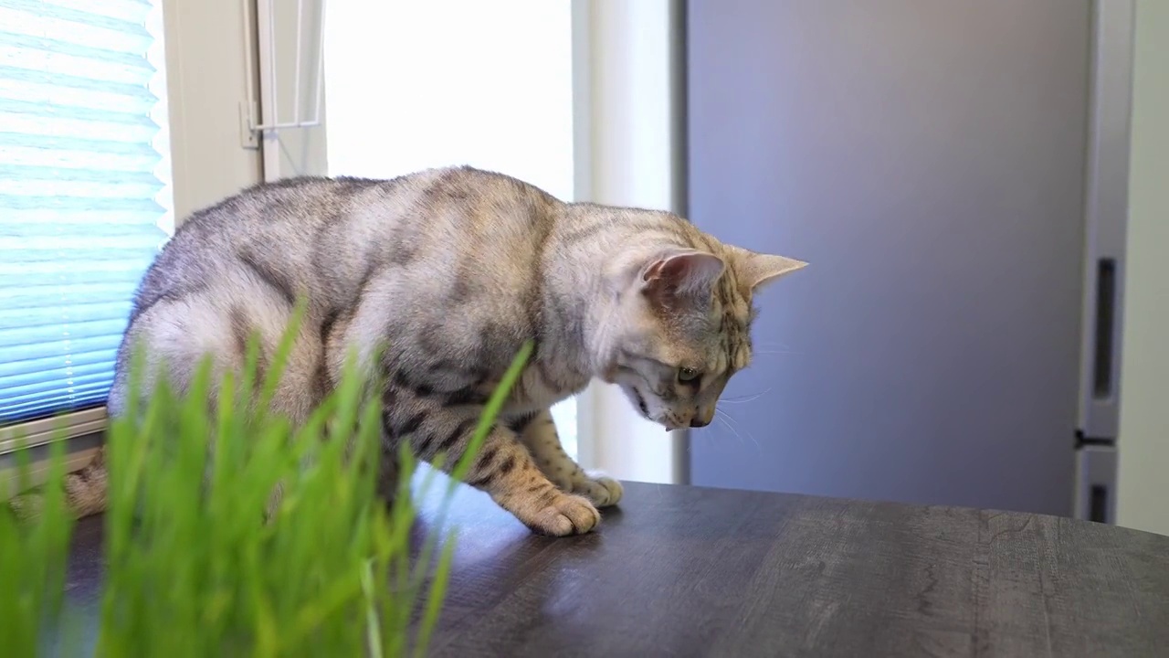 猫吃了草后在呕吐。发芽的燕麦为宠物的健康。家中有一只银色斑点孟加拉猫