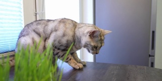 猫吃了草后在呕吐。发芽的燕麦为宠物的健康。家中有一只银色斑点孟加拉猫