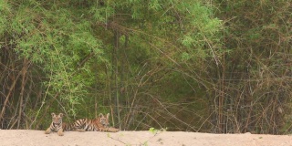在印度中央邦的班德哈瓦加国家公园或老虎保护区，两只野生的皇家孟加拉虎幼崽在自然的绿色背景下等待它们的母亲