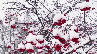 冬天雪下有红色浆果的花楸树枝。非城市景观。下雪。视频素材模板下载