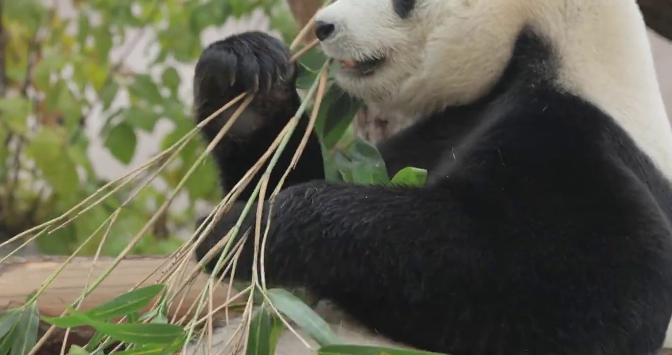 大熊猫(Ailuropoda melanoleuca)也被称为熊猫或简称熊猫，是一种原产于中国中南地区的熊。