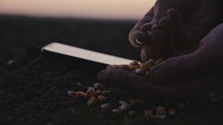 农民使用智能手机获取玉米种子的信息视频素材模板下载