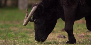 卡马尔格的一头吃草的黑公牛