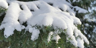 在斯堪的纳维亚的一个阳光明媚的日子里，一根被雪覆盖的云杉树枝的特写镜头。