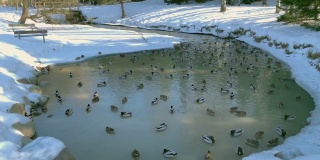 这是一张美丽的照片，鸭子在一个被雪包围的小池塘里游泳。