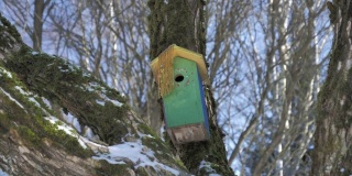 特写镜头，一个绿色的鸟房子附在树上在冬天。
