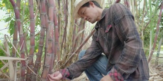 一个甘蔗种植园的亚洲男子园丁