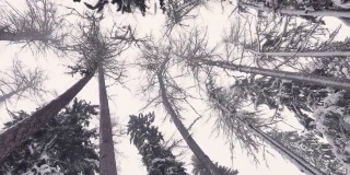 冬季树顶仰望暴风雪。底视图树。落叶松树干。森林抽象背景。雪落
