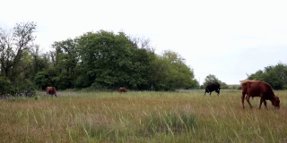 红牛在草地上吃草，绿草和飞鸟