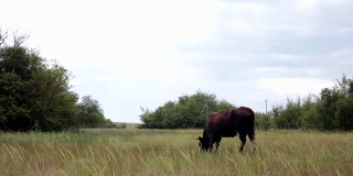 在多风的春天，黑牛在绿草的草地上吃草