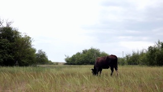 在多风的春天，黑牛在绿草的草地上吃草视频素材模板下载