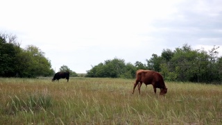在草地上吃草的牛和飞的鸟视频素材模板下载