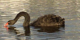 黑天鹅在湖边喝水，幸灾乐祸