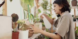 快乐的年轻女子园艺，浇水在苗圃在家里的植物。