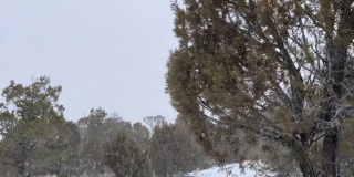 吹树暴风雪暴风雪在狂风科罗拉多冬季降雪在山脉沙漠和河流极端天气条件视频系列