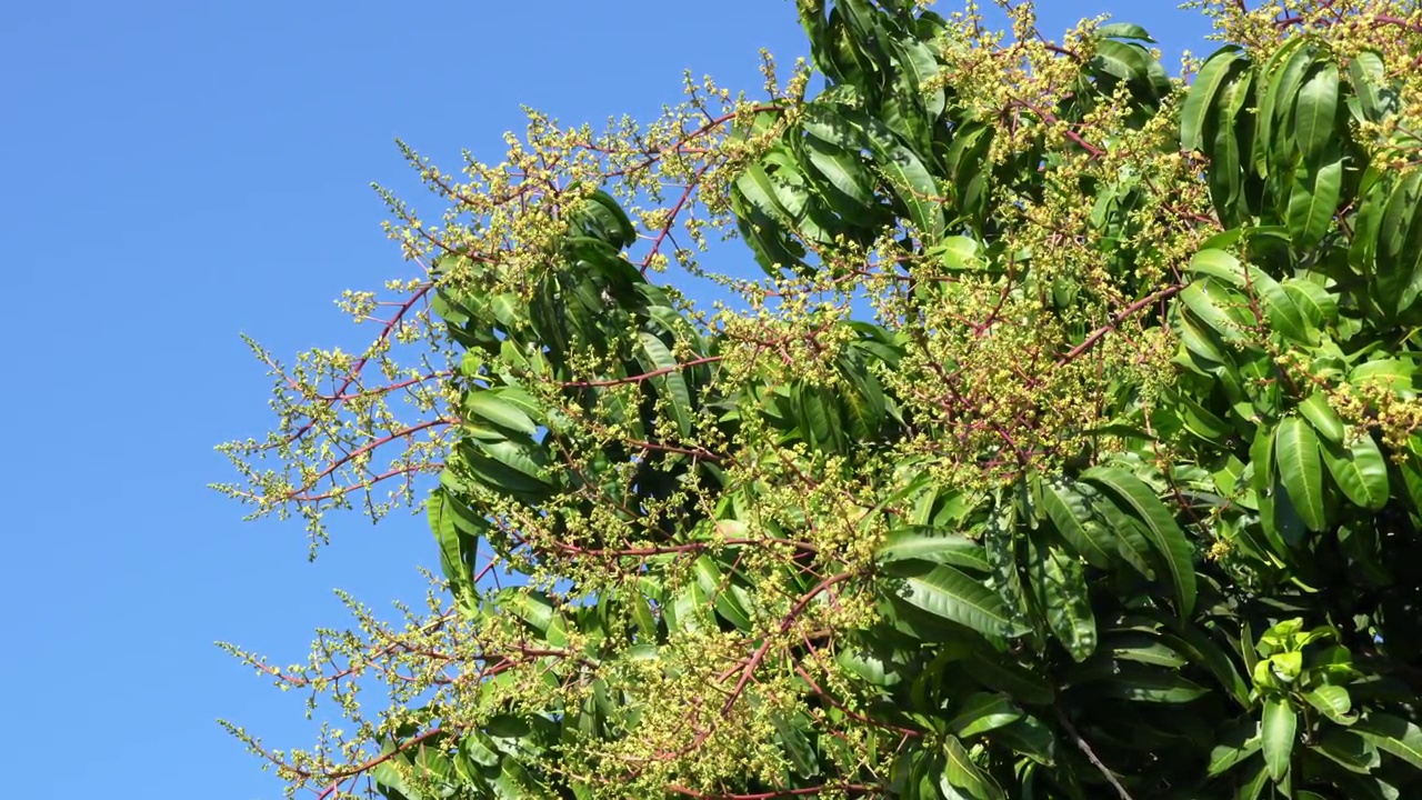 芒果花或芒果花束盛开在花园里的芒果树上。