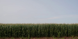 田里生长着成排的玉米