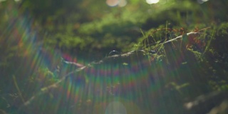 一只甲虫在森林苔藓上行走的4K电影镜头。（4）
